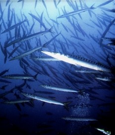 Barracuda